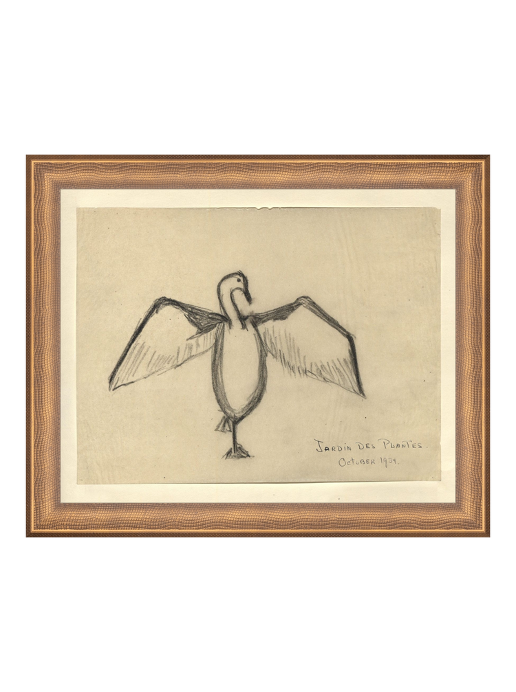 The Great Cormorant HoJ 2