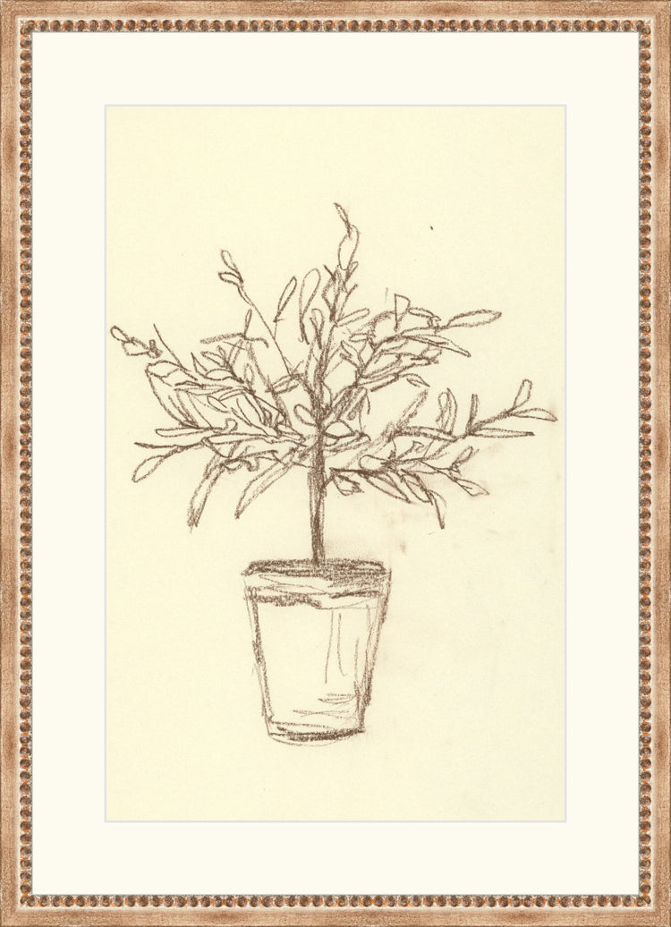 Uploaded Art:OLIVE TREE SKETCH 11x17.jpg. Frame: Silver Beaded. Paper: Rag Paper. Art Size: 17x11. Final Size: 22'' X 16''