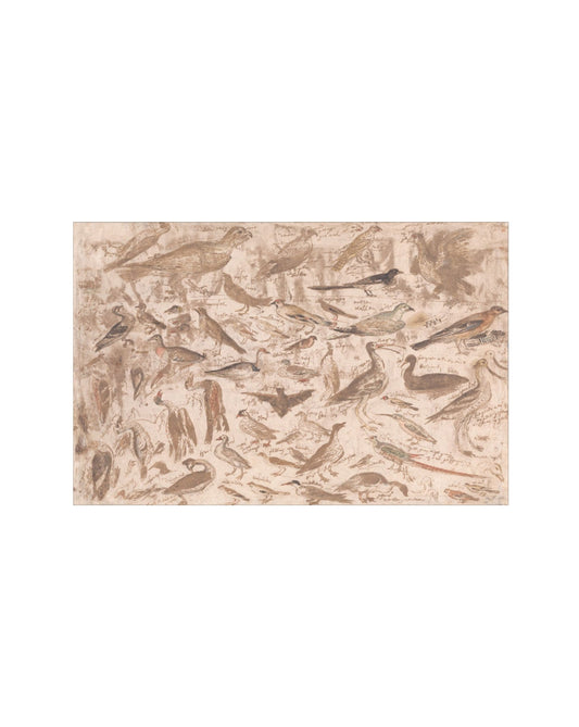 Bird Studies