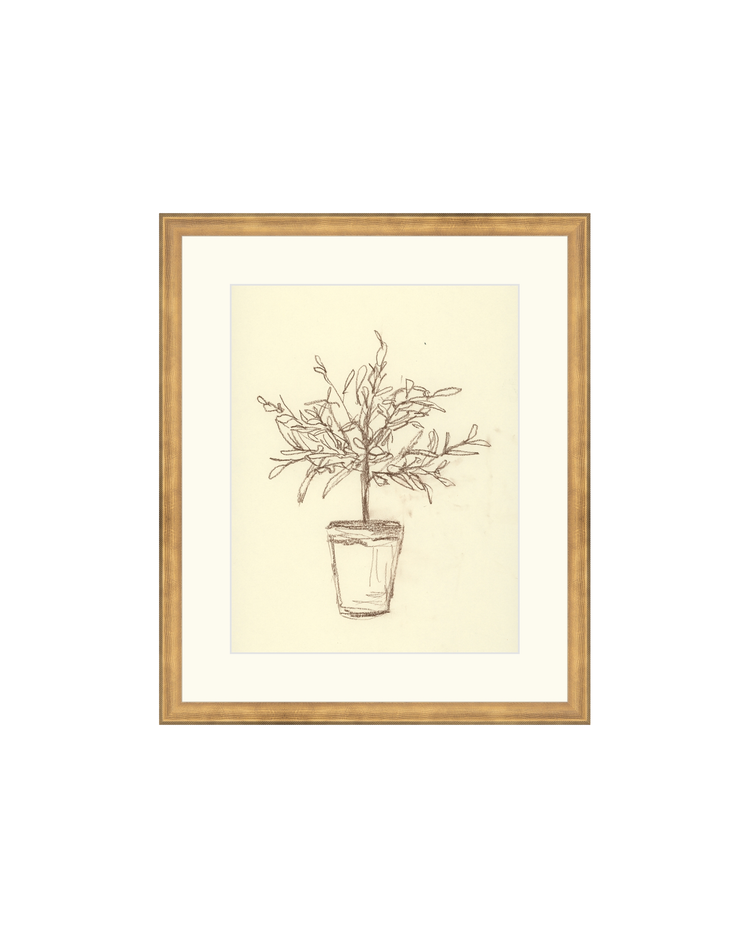 Olive Tree Sketch OAShop