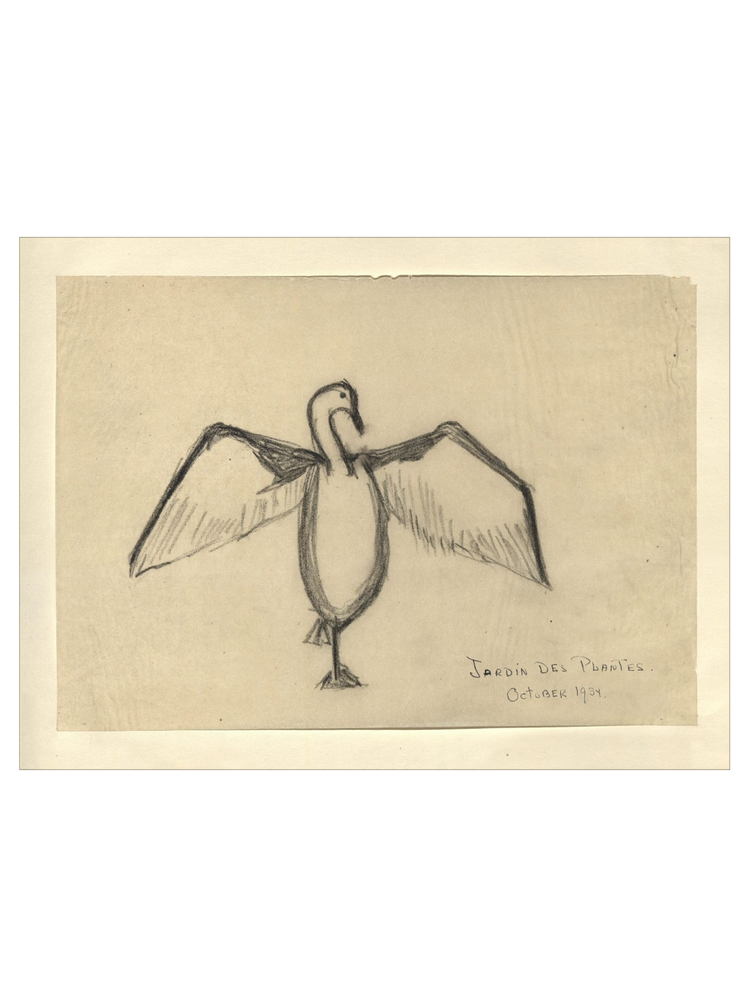 The Great Cormorant HoJ 2