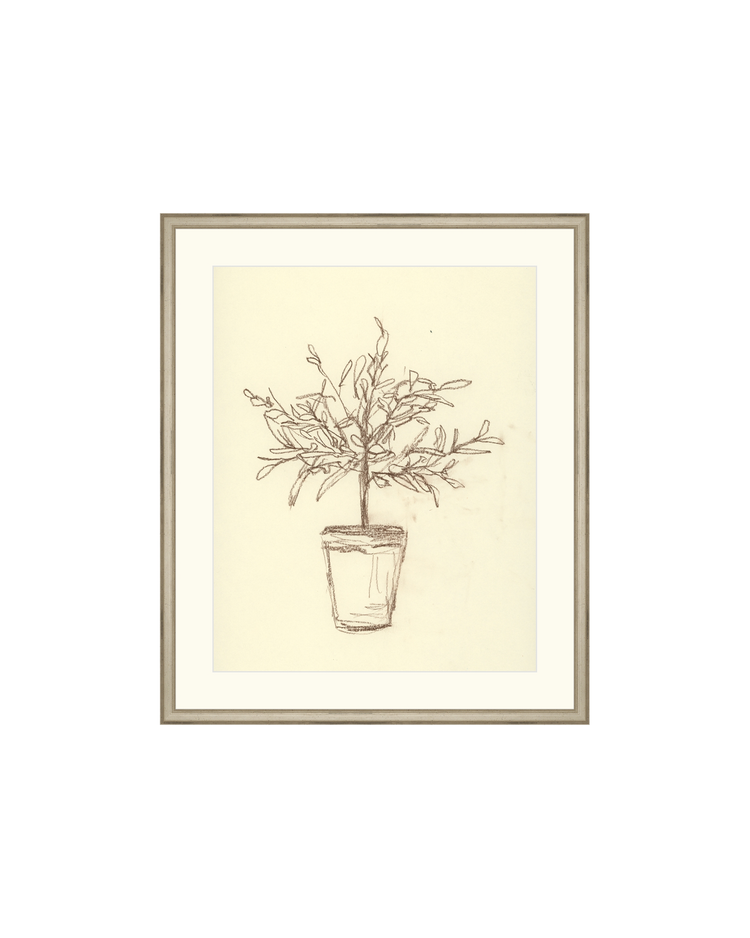 Olive Tree Sketch OAShop