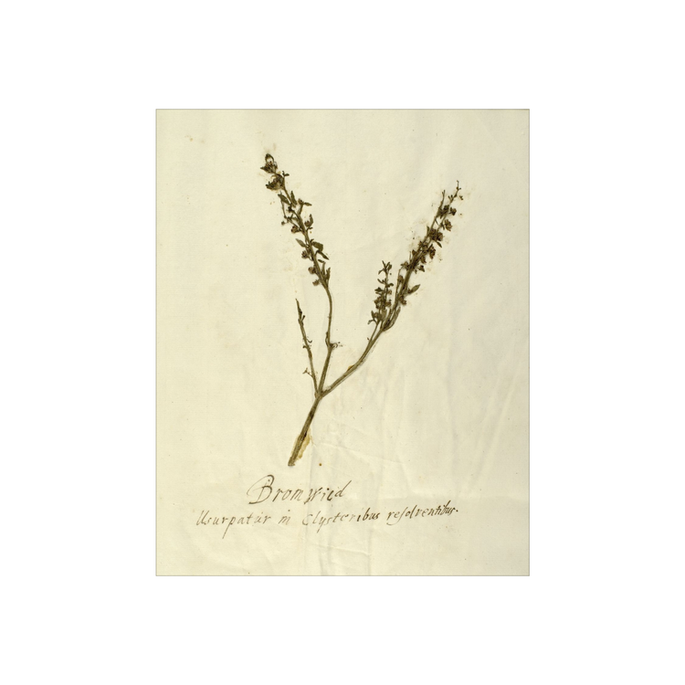 Herbarium VII AIShop