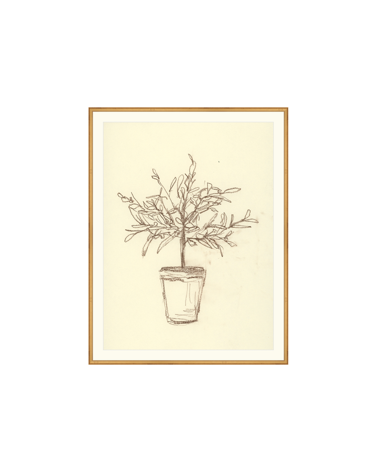 Olive Tree Sketch OAShop