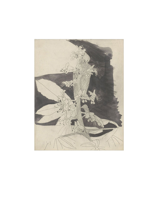 Floral Drawing IV
