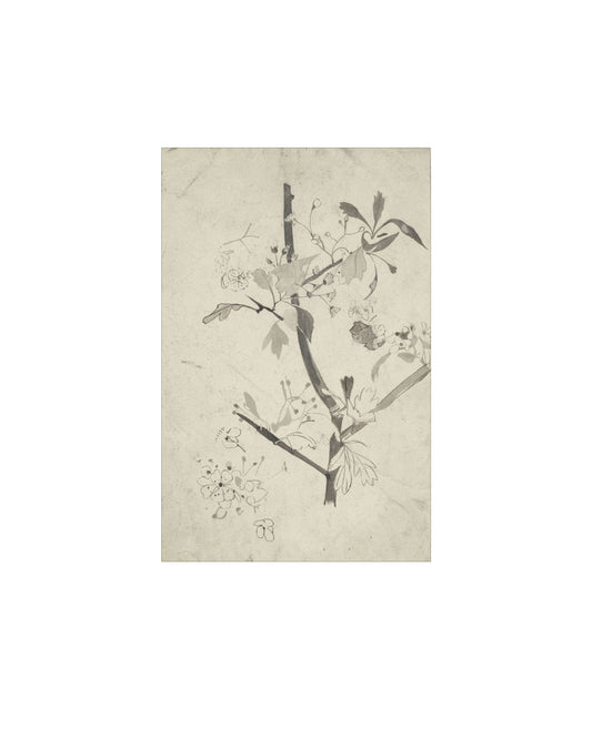 Floral Drawing V