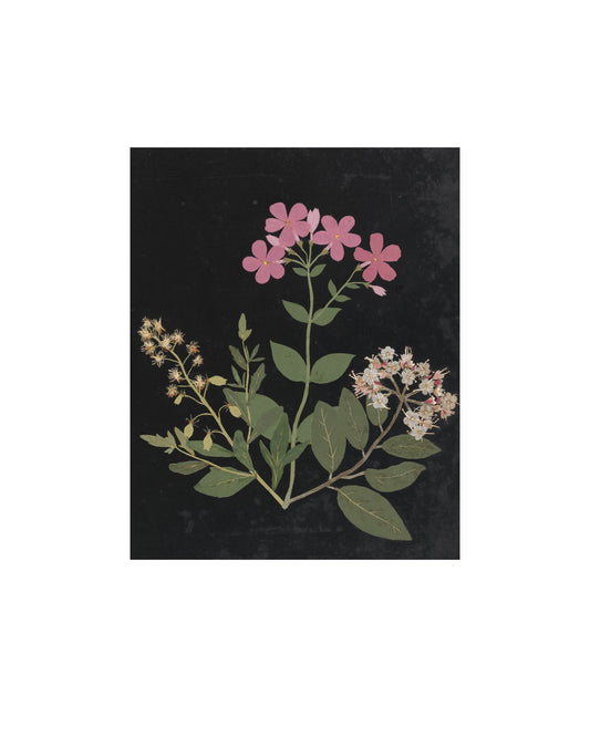 Flower Study I