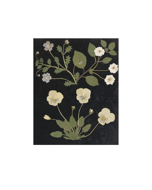 Flower Study II