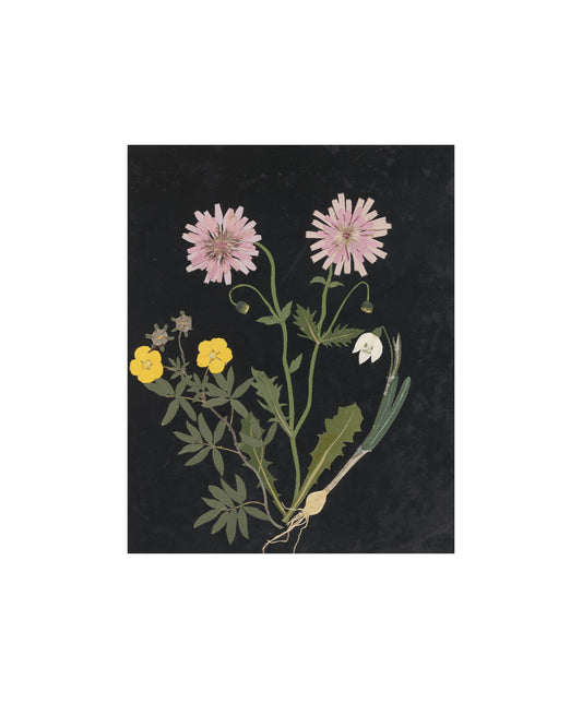 Flower Study III