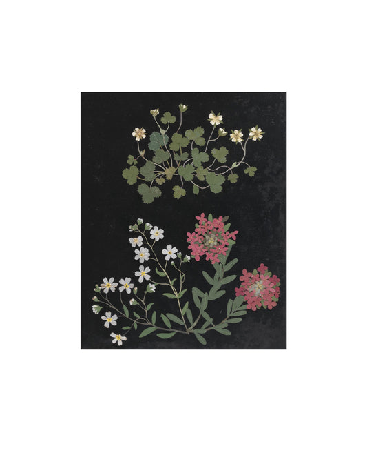 Flower Study IV