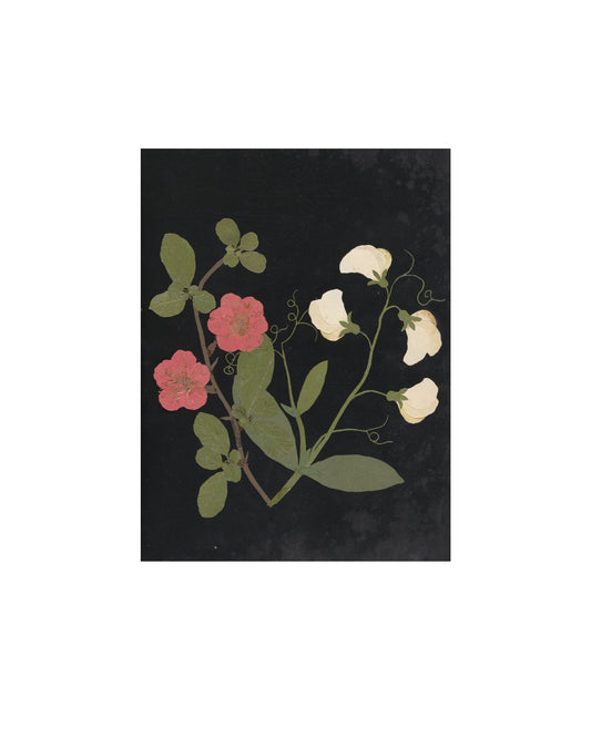 Flower Study V