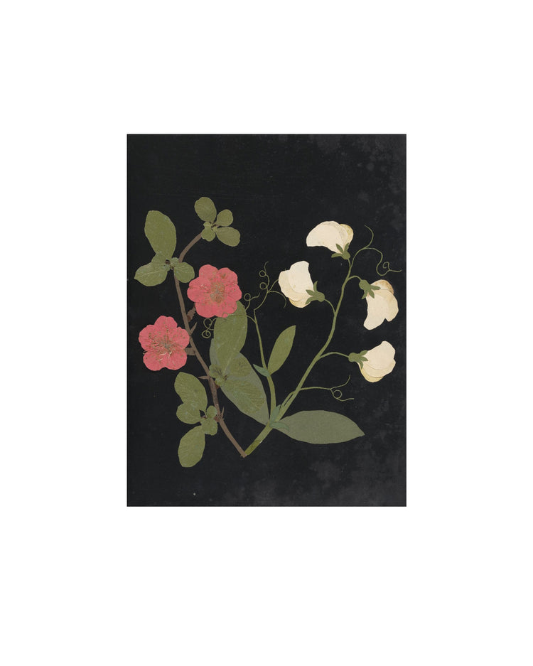 Flower Study V