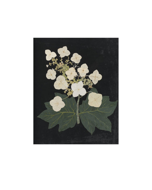 Flower Study VI
