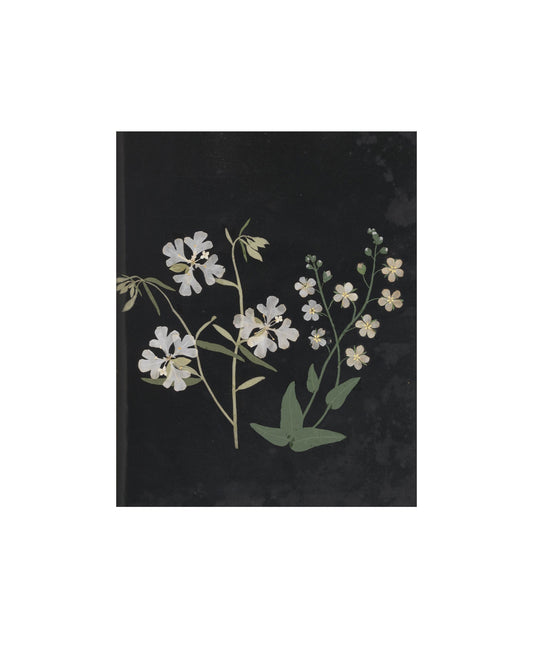 Flower Study VII