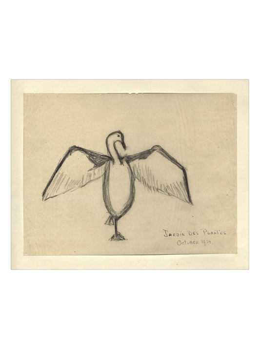 The Great Cormorant HoJ 2