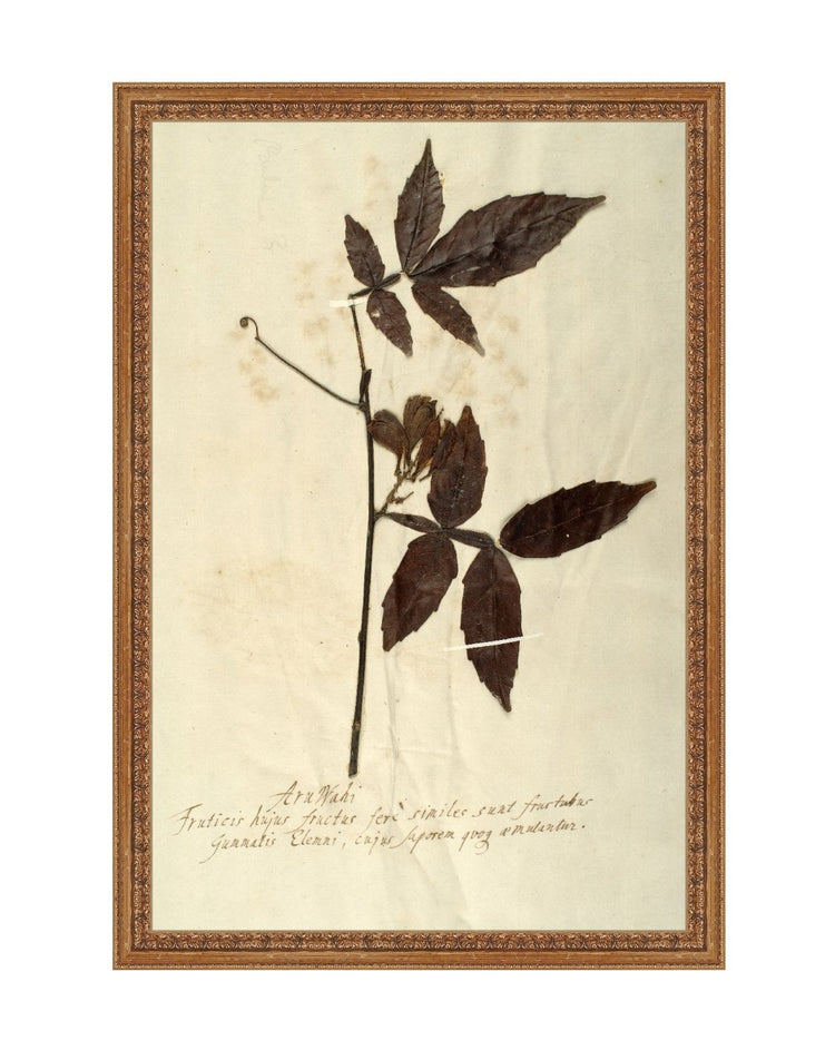 Herbarium I