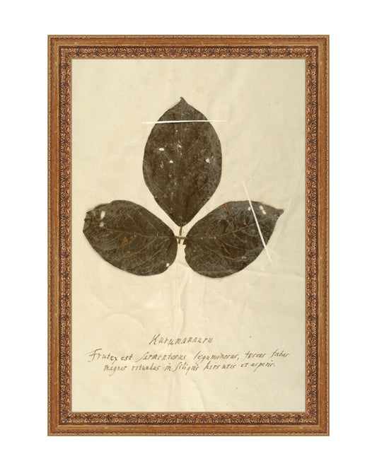 Herbarium VI