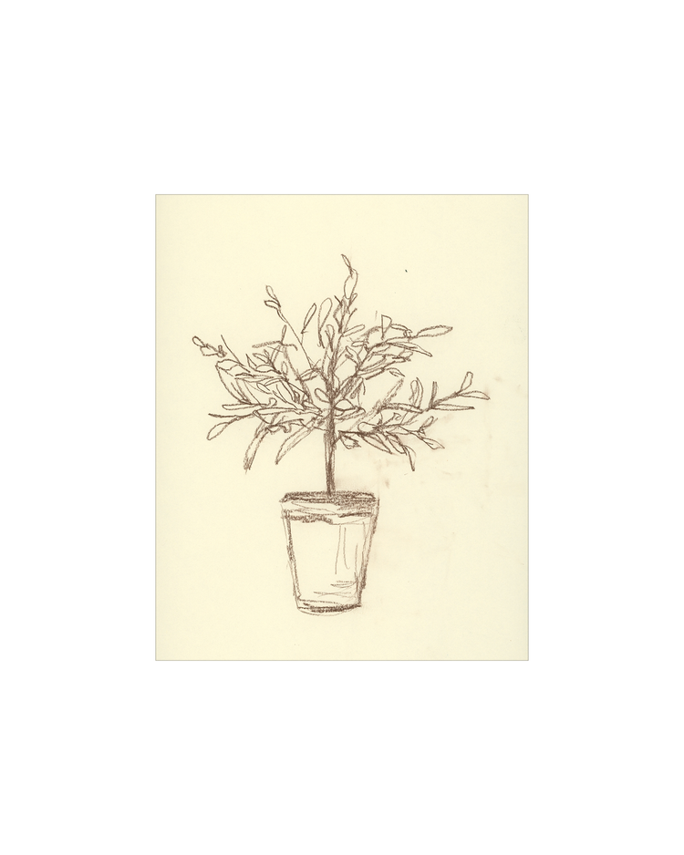 Olive Tree Sketch OAShop