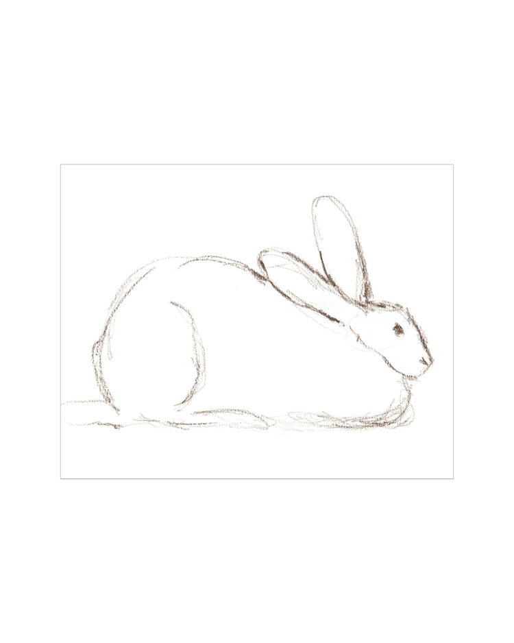 Bunny Charcoal Sketch