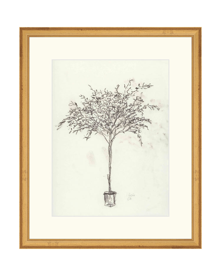 Olive Tree Sketch II