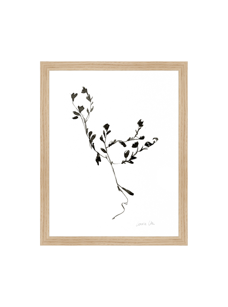 Sketched Botanical HoJ 2