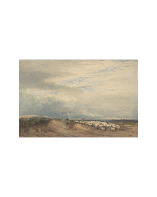 Sheep Field
