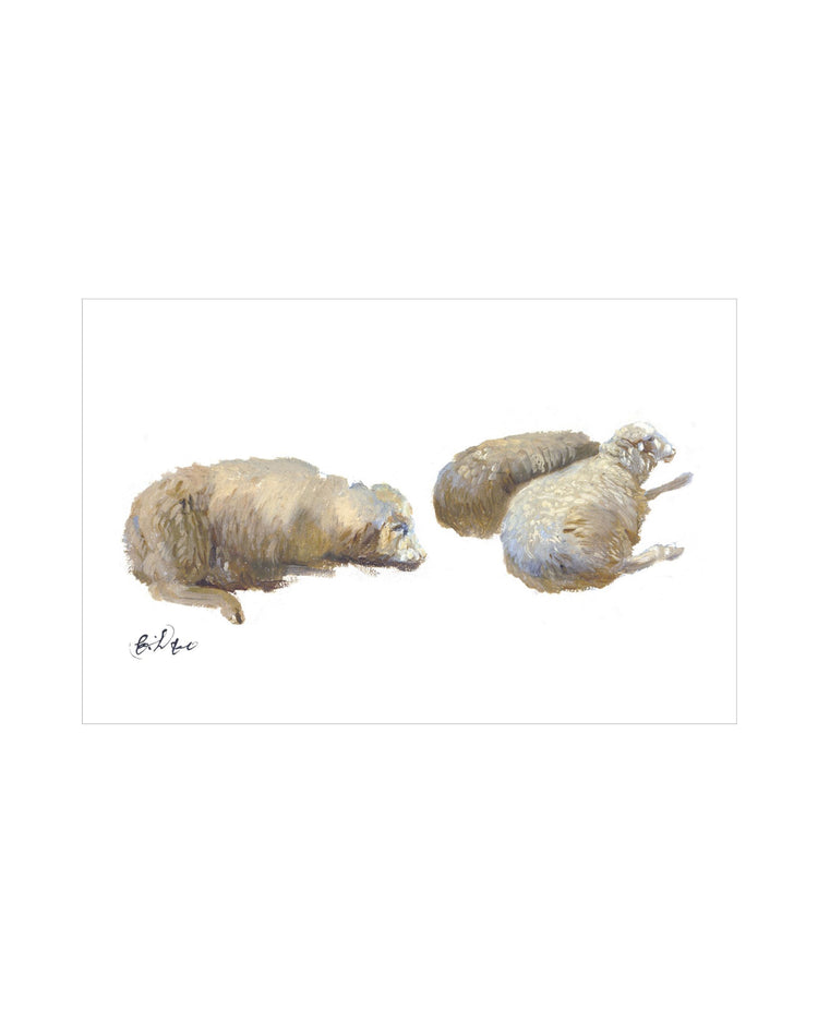 Sheep Study