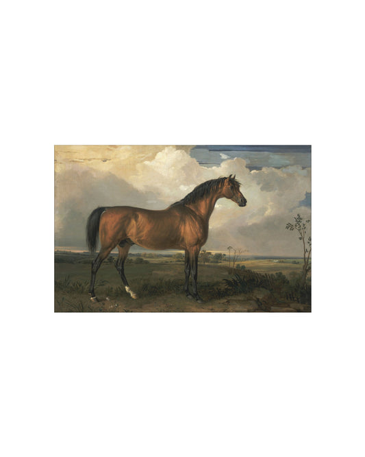 Stallion