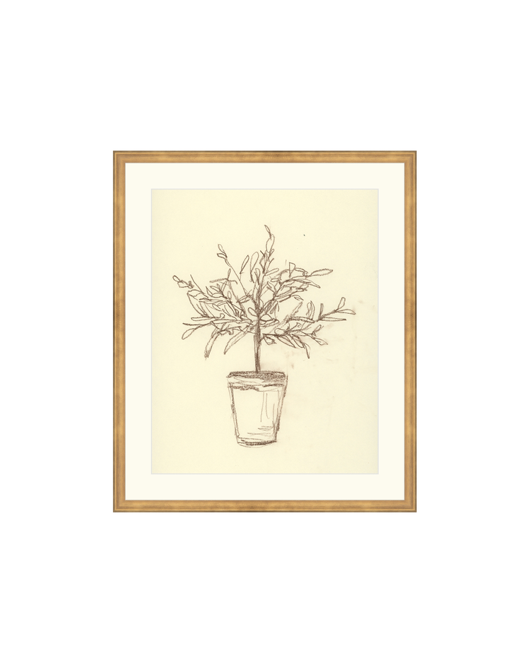 Olive Tree Sketch OAShop