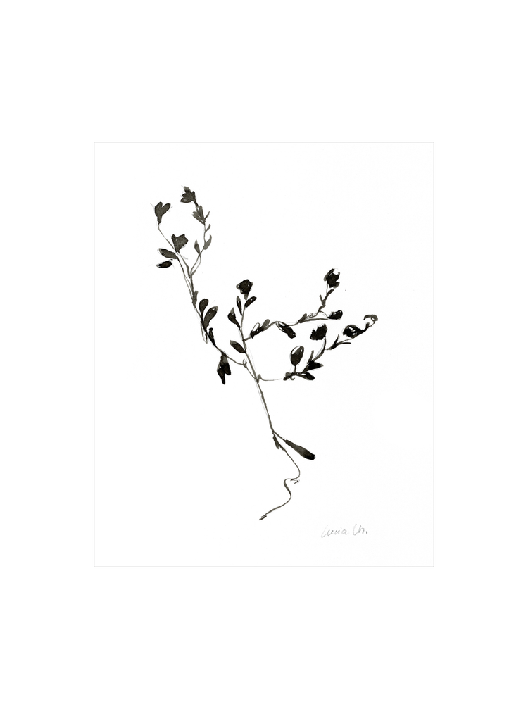 Sketched Botanical HoJ 2