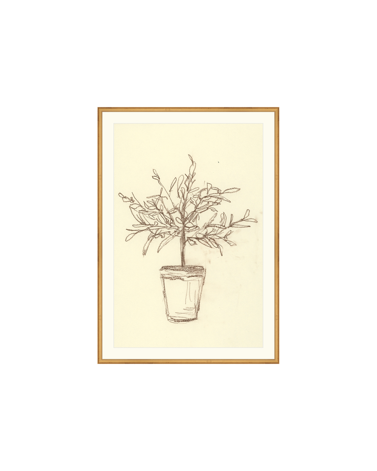Olive Tree Sketch OAShop