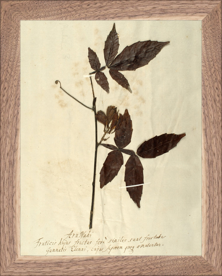 Framed Herbarium I. Frame: Natural Walnut. Paper: Rag Paper. Art Size: 9x7. Final Size: 10'' X 8''