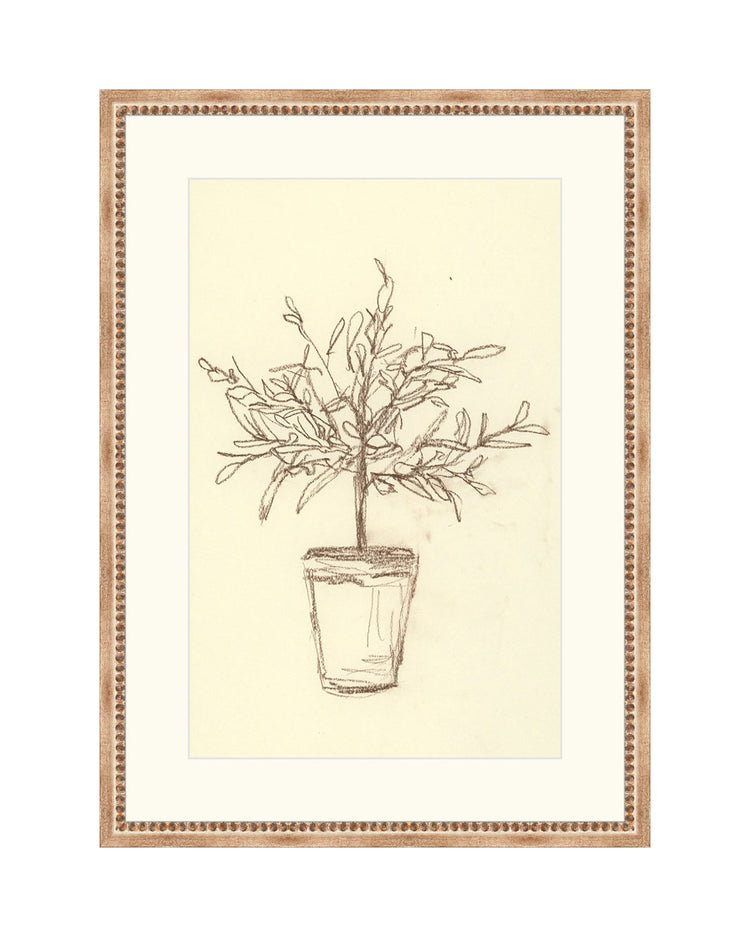 Framed Olive Tree Sketch B&L