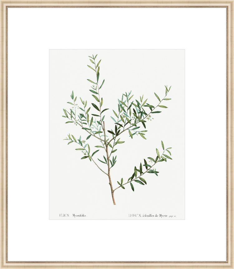 Framed Classic Herbarium II. Frame: Ivory Beaded. Paper: Rag Paper. Art Size: 20x16. Final Size: 31'' X 27''