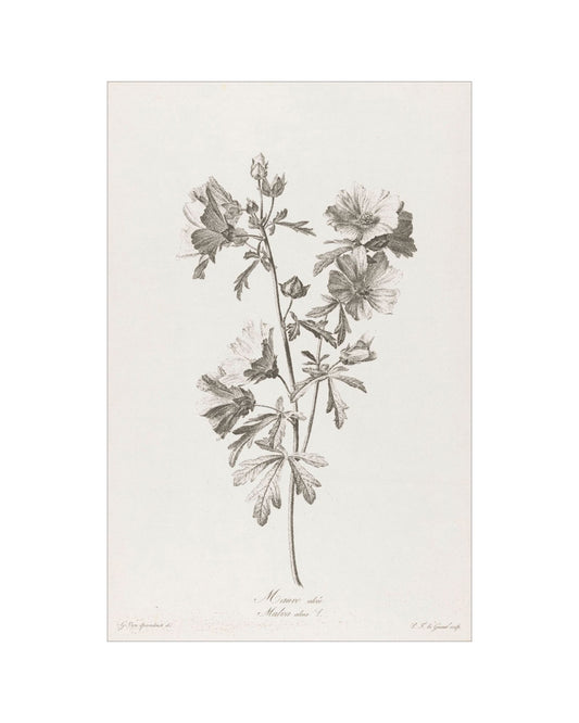 Floral Drawing