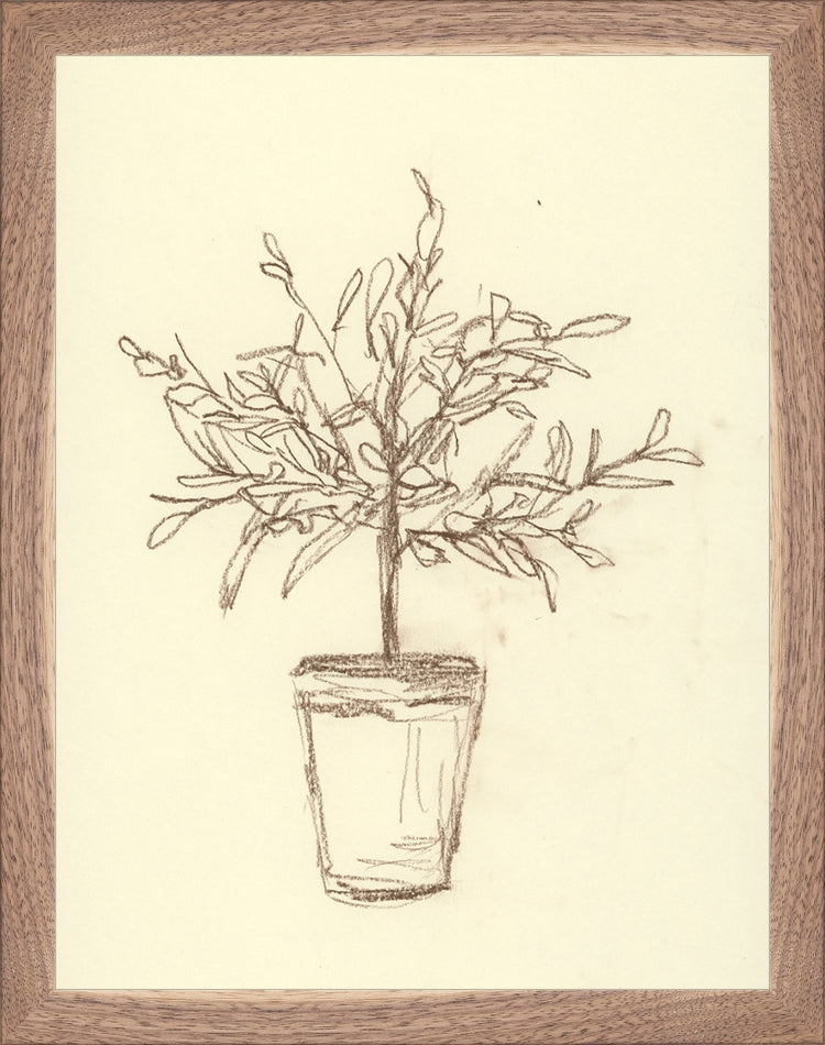 Framed Olive Tree Sketch. Frame: Natural Walnut. Paper: Rag Paper. Art Size: 13x10. Final Size: 14'' X 11''