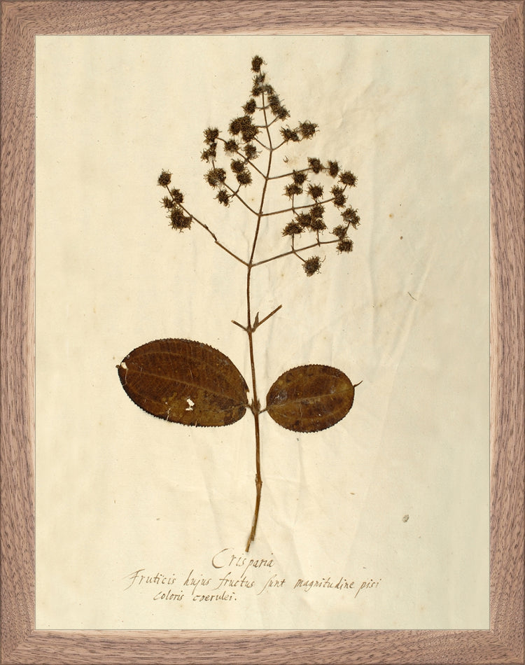 Framed Herbarium V. Frame: Natural Walnut. Paper: Rag Paper. Art Size: 13x10. Final Size: 14'' X 11''