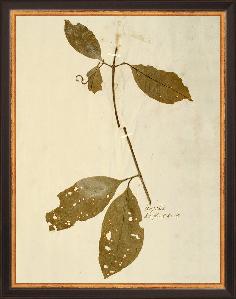 Framed Herbarium IV. Frame: Traditional Black and Gold. Paper: Rag Paper. Art Size: 13x10. Final Size: 14'' X 11''