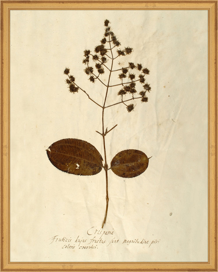 Framed Herbarium V. Frame: Traditional Gold. Paper: Rag Paper. Art Size: 19x15. Final Size: 20'' X 16''