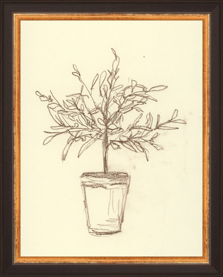 Framed Olive Tree Sketch. Frame: Traditional Black and Gold. Paper: Rag Paper. Art Size: 9x7. Final Size: 10'' X 8''