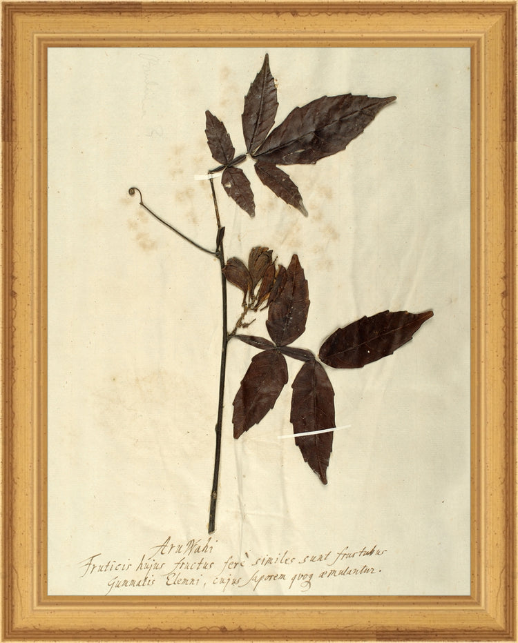 Framed Herbarium I. Frame: Traditional Gold. Paper: Rag Paper. Art Size: 9x7. Final Size: 10'' X 8''