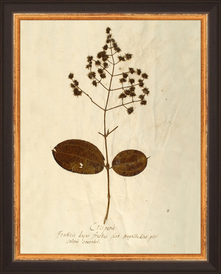 Framed Herbarium V. Frame: Traditional Black and Gold. Paper: Rag Paper. Art Size: 9x7. Final Size: 10'' X 8''