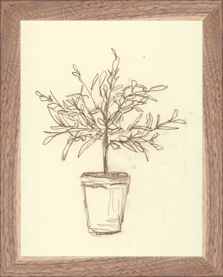 Framed Olive Tree Sketch. Frame: Natural Walnut. Paper: Rag Paper. Art Size: 9x7. Final Size: 10'' X 8''