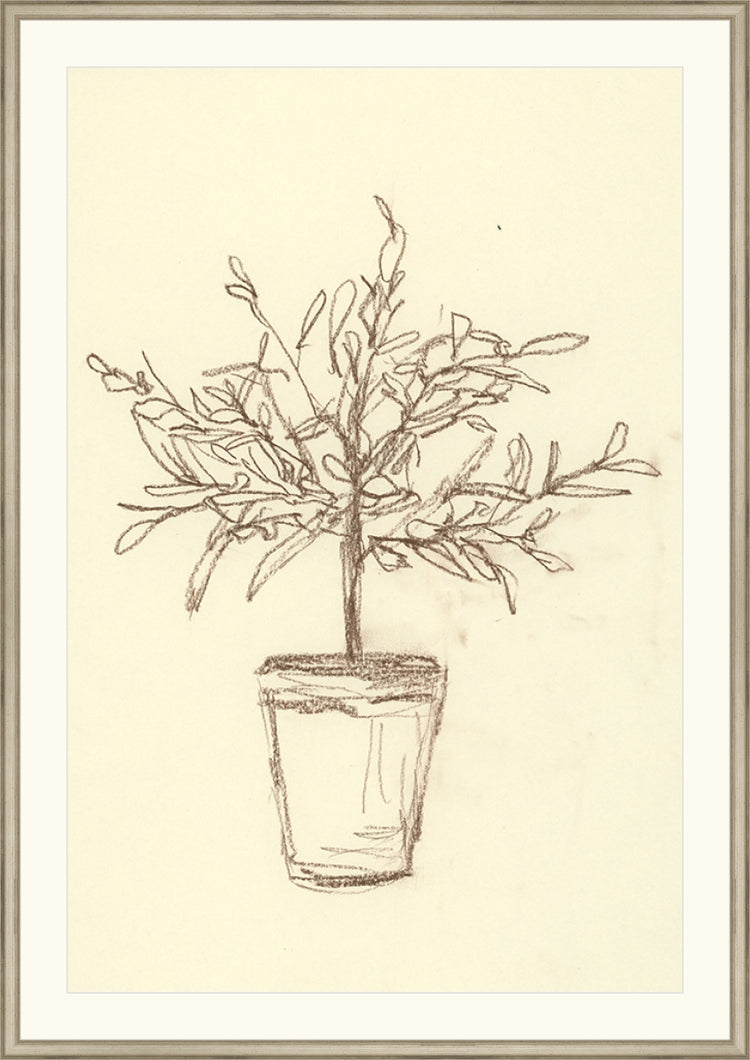 Olive Tree Sketch OAShop 2