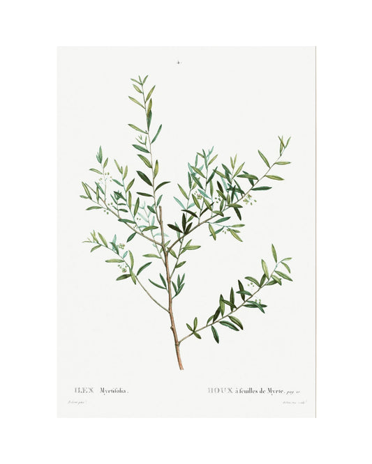 Classic Botanical II