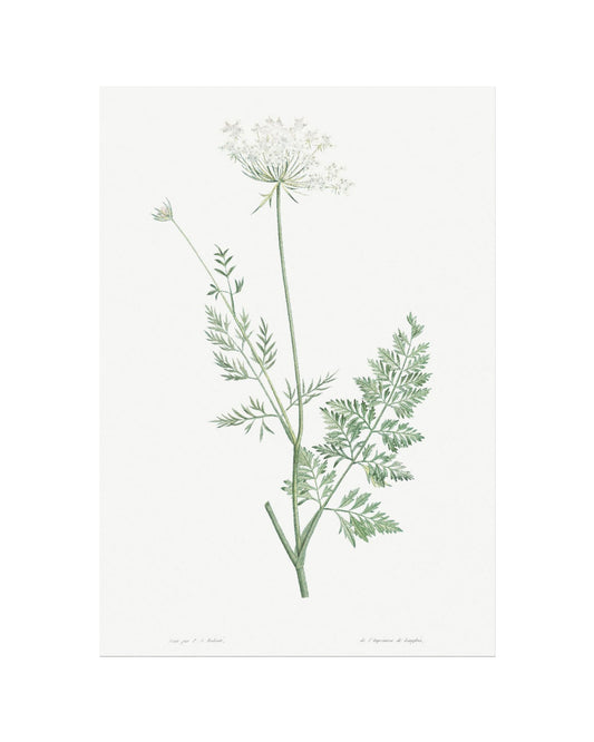 Classic Botanical V