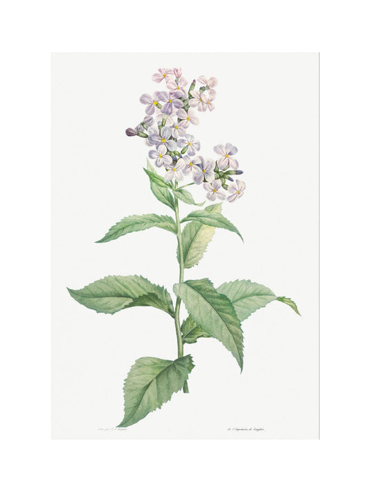 Classic Botanical VI