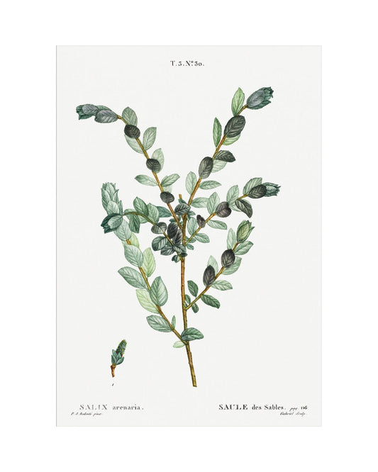 Classic Botanical III