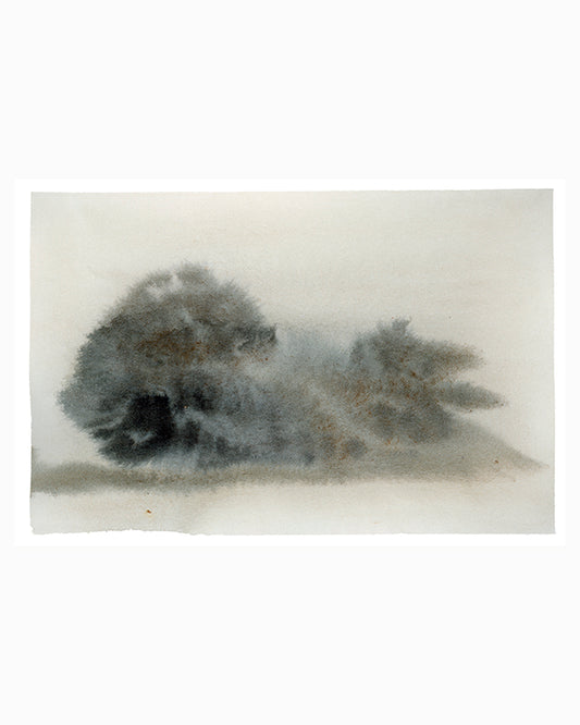 Misty Trees 2