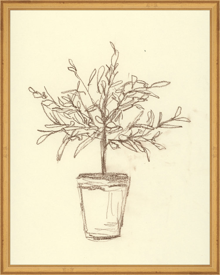 Framed Olive Tree Sketch. Frame: Traditional Gold. Paper: Rag Paper. Art Size: 19x15. Final Size: 20'' X 16''
